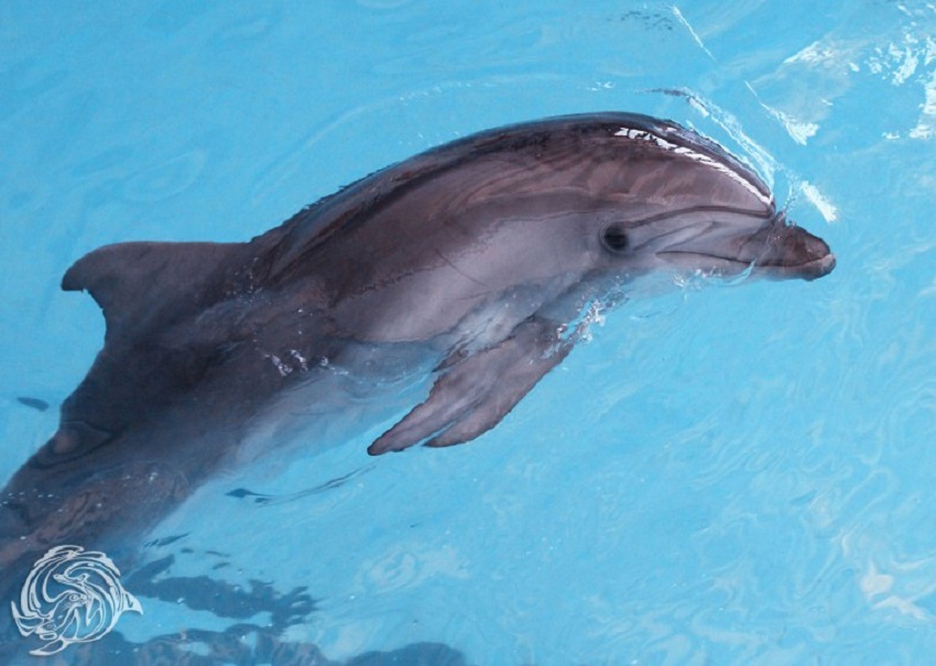 Дельфинарий 1