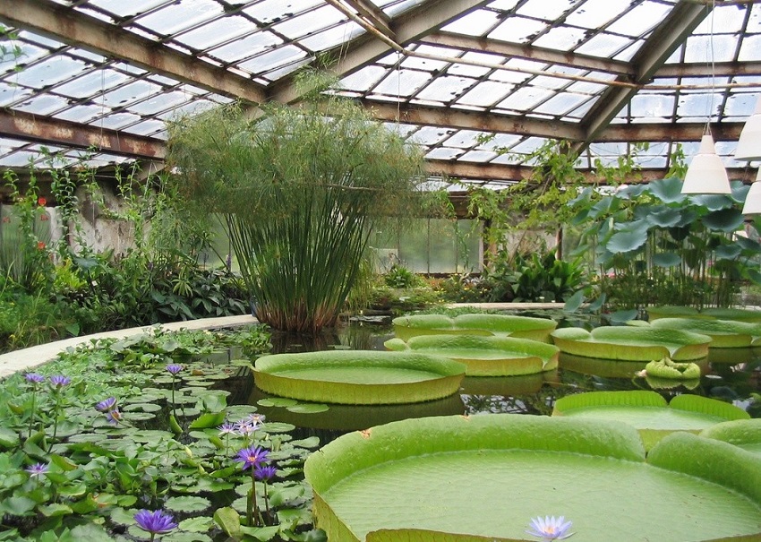 Ботанический сад 1
